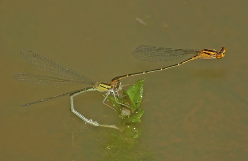 Pair with ovipositing female
2006_05_23_Dade